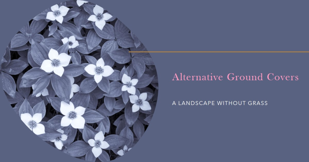 Landscape Without Grass: Alternative Ground Covers