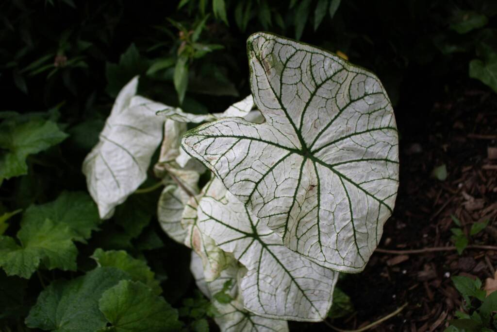 Bringing Nature Indoors: Why Biophilic Design is the Future of Architecture