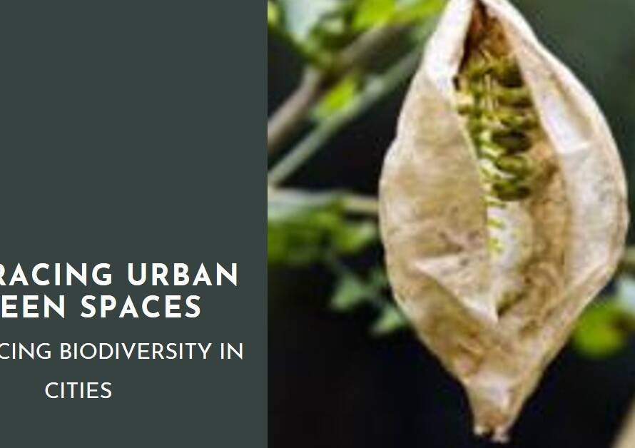Green Spaces in Urban Planning: The Importance of Biodiversity